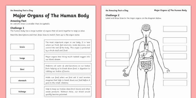 Free Human Body Worksheets Major organs Of the Human Body Worksheet Worksheet