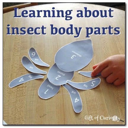 Free Insect Worksheets Learning About Insect Body Parts Free Printable