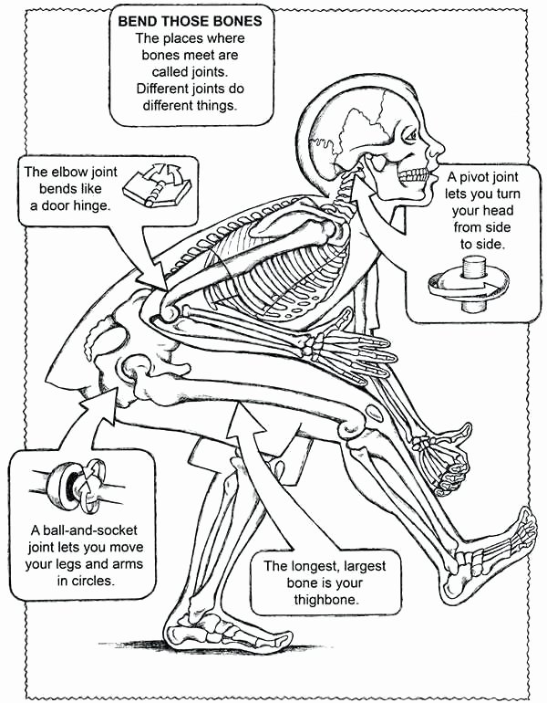 Free Printable Anatomy Worksheets Free Printable Human Anatomy Coloring Pages – Cheapflowersfo