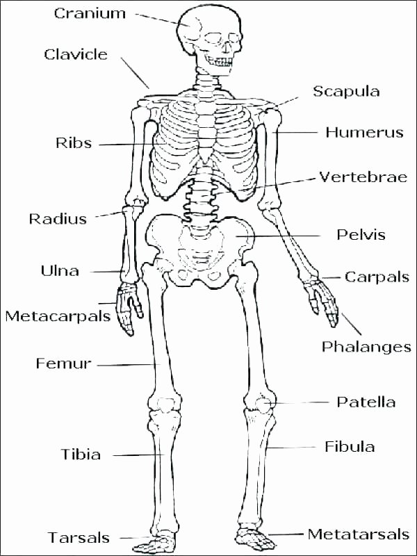 Free Printable Anatomy Worksheets Nervous System Coloring Pages – Alexandermayo