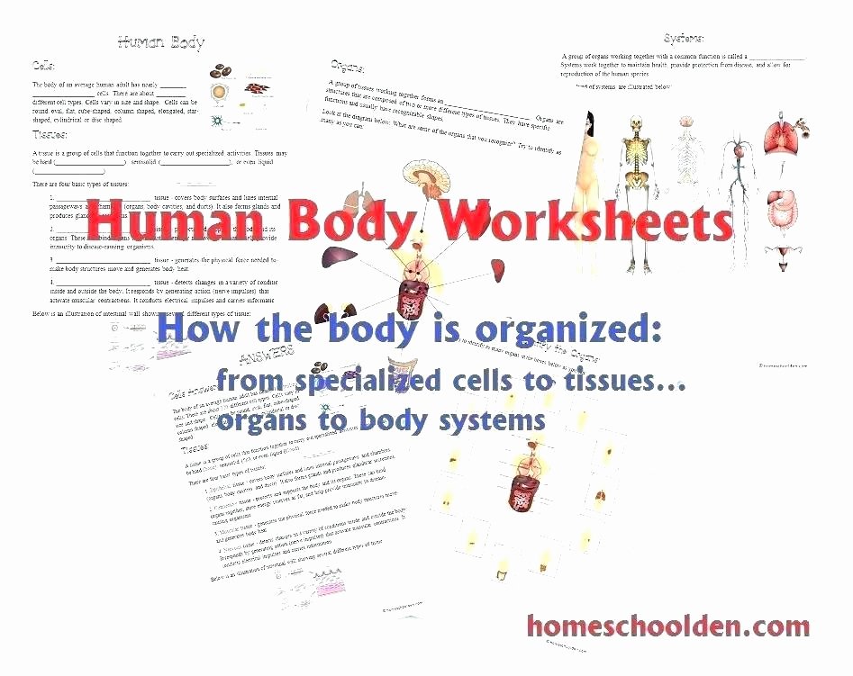 Free Printable Health Worksheets Anatomy and Physiology Worksheets Worksheet for Kids