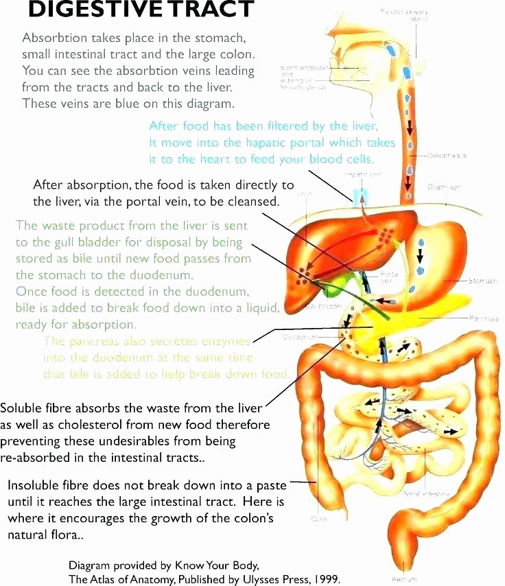 Free Printable Human Anatomy Worksheets Digestive System Worksheets for 5th Grade
