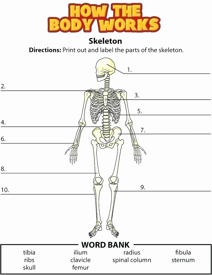 Free Printable Human Anatomy Worksheets Human Body Worksheets for Kindergarten