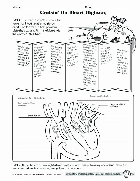 Free Printable Human Anatomy Worksheets Inside the Living Body Worksheet Beautiful organization