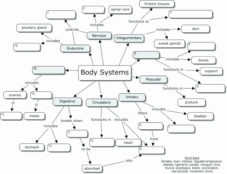 Free Printable Human Anatomy Worksheets Printable Human Body Systems Worksheets Medium Size