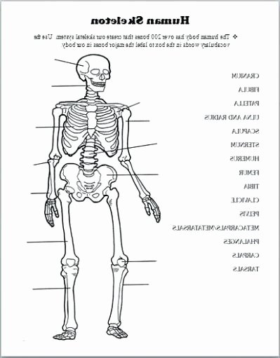 Free Printable Human Anatomy Worksheets Skeletal System Coloring Worksheet – Psubarstool