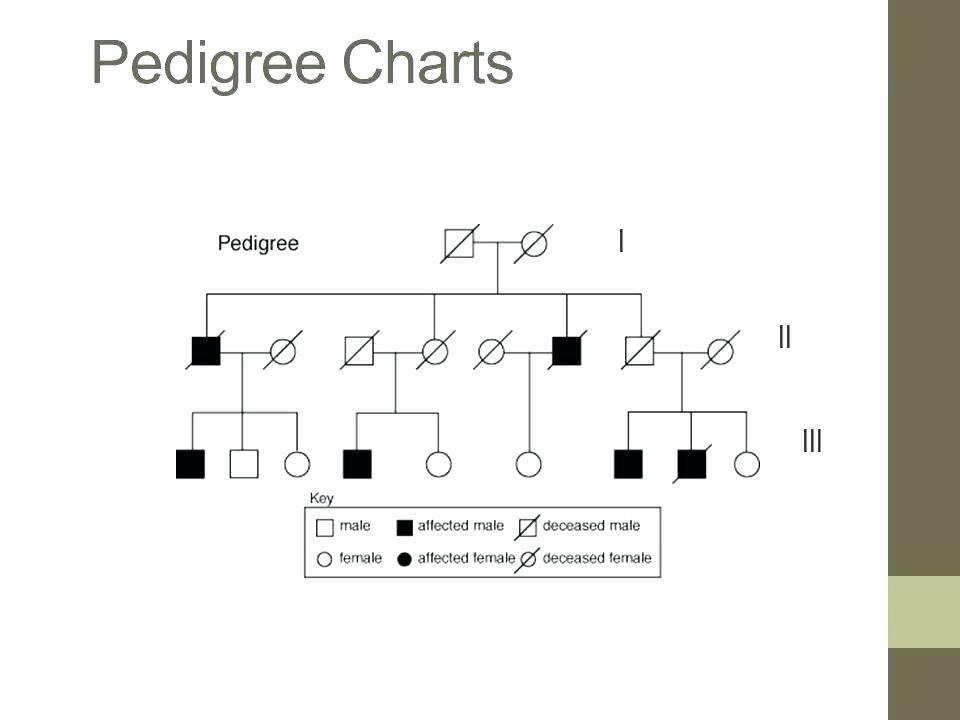 Genetic Traits Worksheet Beautiful Genetic Pedigree Template Blank Genetics Problems Charts and