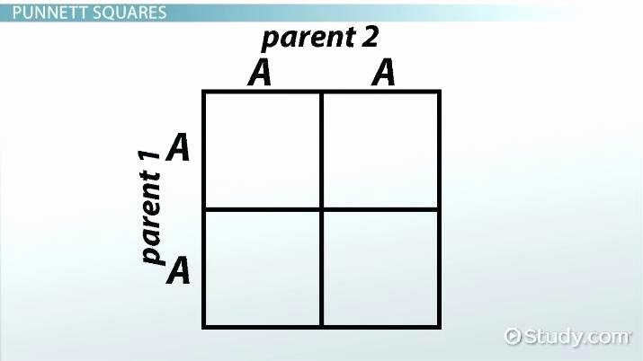 Genetics and Heredity Worksheet Best Of Video Heredity Punnett Squares Worksheets Genetic