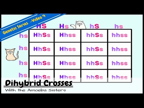 Genetics and Heredity Worksheet New Dihybrid and Two Trait Crosses
