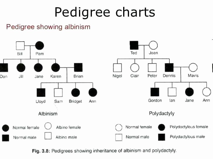 Genetics and Heredity Worksheet New Genetics Pedigree Worksheet Answers Best Pedigree Chart