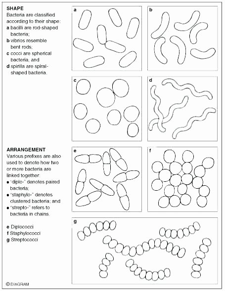 Germs Worksheets for Kindergarten Virus and Bacteria Worksheets Worksheet Printable for 1st