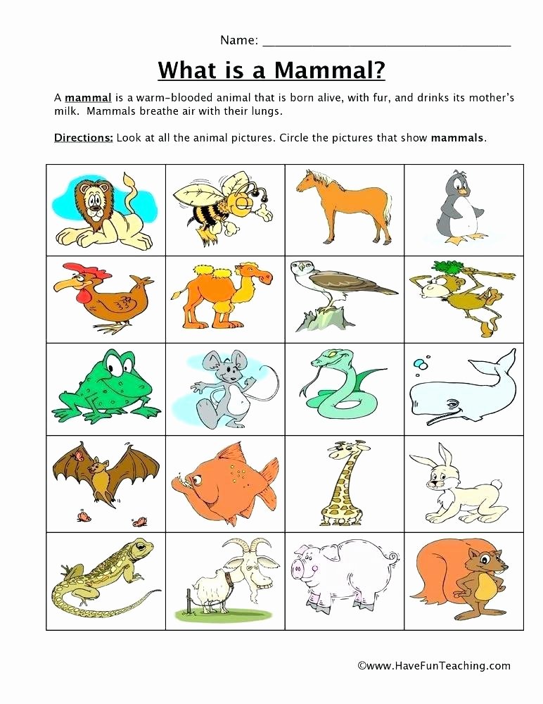 Habitat Worksheets for 1st Grade Polar Bear Facts Worksheets Habitat Species Information for