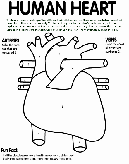 Heart Coloring Worksheet Healthy Heart Coloring Pages