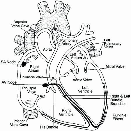 Heart Diagram Worksheet Blank Diagram Worksheet – Vishalcargopackersmover