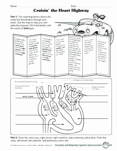 Heart Diagram Worksheet Blank Digestive System Worksheets for 5th Grade