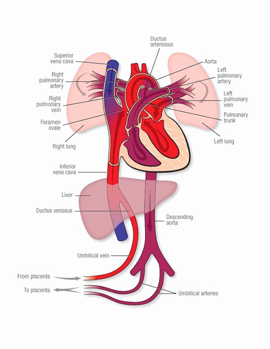 Heart Diagram Worksheet Blank Fetal Circulation