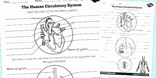 Heart Diagram Worksheet Blank Printable Bird Anatomy Worksheet Labeling Worksheets Human