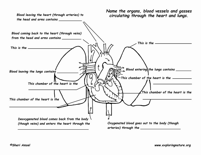 Heart Diagram Worksheet Blank Pulmonary Circulation Through Heart and Lungs Advanced