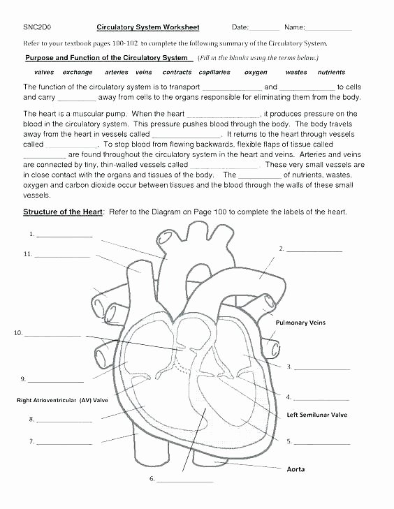 Heart Diagram Worksheet Blank Skeletal Diagram Label Wiring Diagrams List
