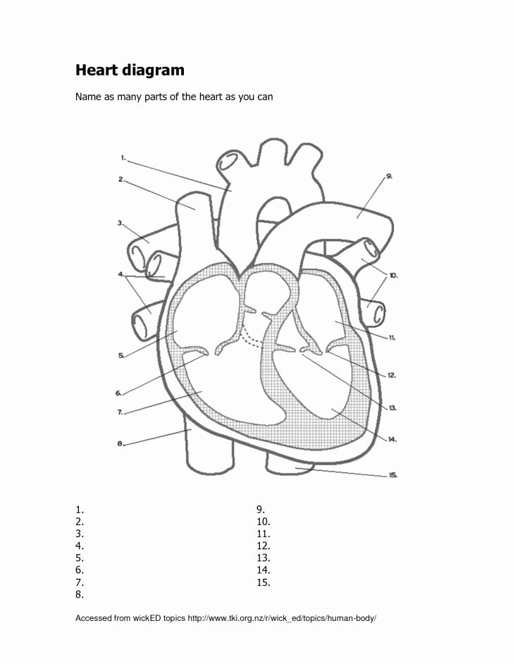 Heart Diagram Worksheet Blank Worksheet Ideas Human Heart Diagram Black and White