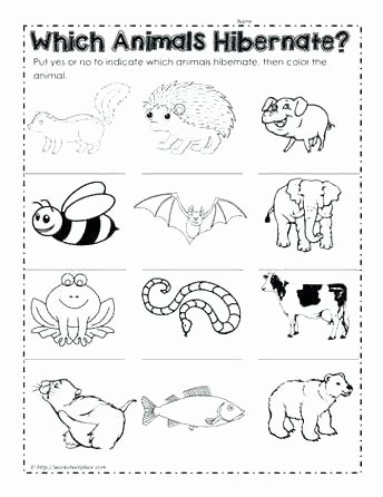 Hibernation Worksheets for Preschool Hibernation Worksheets for First Grade Hibernating Animal