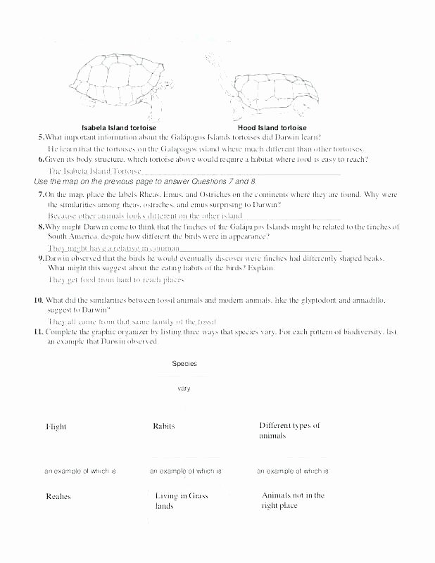 Homographs Practice Worksheets Homographs Worksheets with Answers Homographs Worksheets