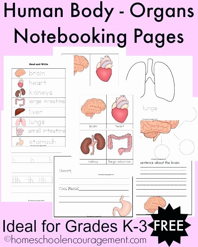 Human Anatomy Worksheets for College Anatomy Worksheets Printable College Unlabeled Brain