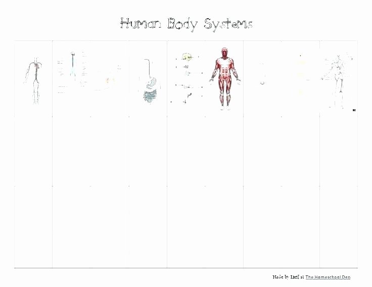 Human Anatomy Worksheets for College Human Skeleton Worksheets Kindergarten