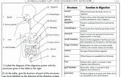 Human Anatomy Worksheets for College Middle School Biology Worksheets