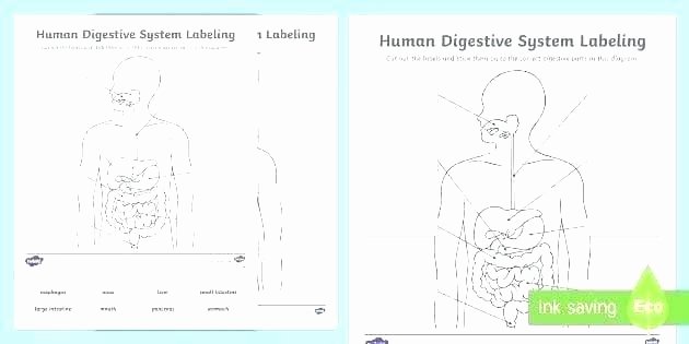 Human Body for Kids Worksheets Human Body Systems Worksheets