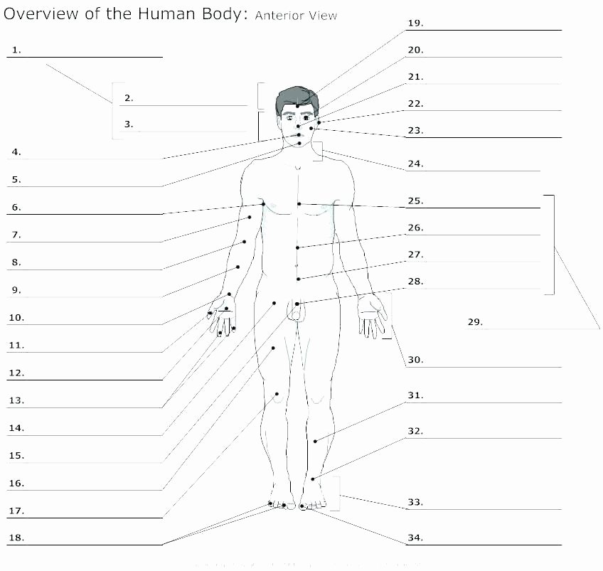 resources science human body worksheets the facts and 6 free for kids systems 5th grade