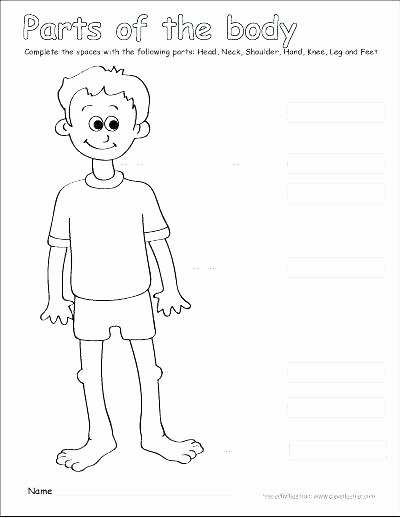 Human Body Labeling Worksheets 3rd Grade Human Body Worksheets