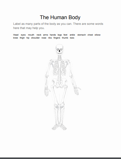 Human Body Labeling Worksheets Body theme