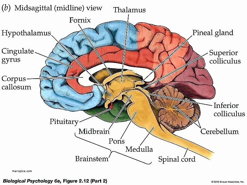 Human Body Labeling Worksheets Diagram Brain Easy Label Worksheet Human Anatomy Ear