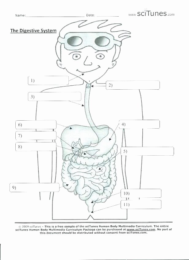 Human Body Labeling Worksheets Digestive System for Kids Worksheets Diagram the Eye