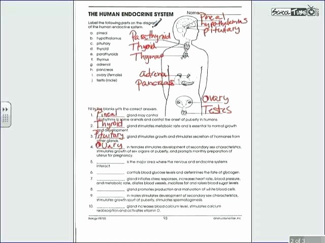 Human Body Labeling Worksheets Endocrine System Worksheet Middle School I Human Body