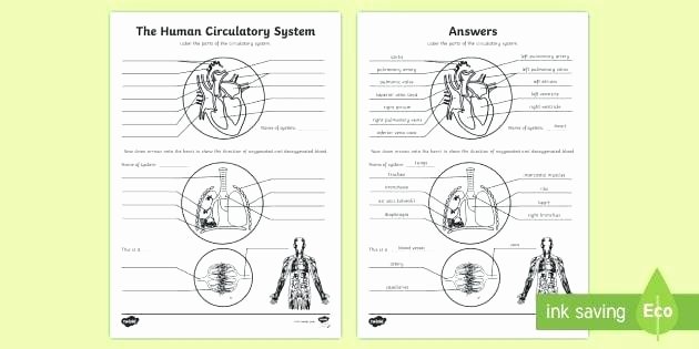 Human Body Labeling Worksheets Free Circulatory System Worksheets Free Circulatory System