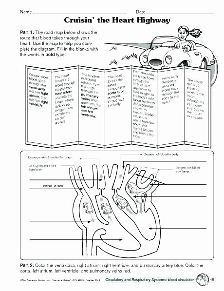 Human Body Labeling Worksheets Grade Science Worksheets the Human Body Parts Drawing at