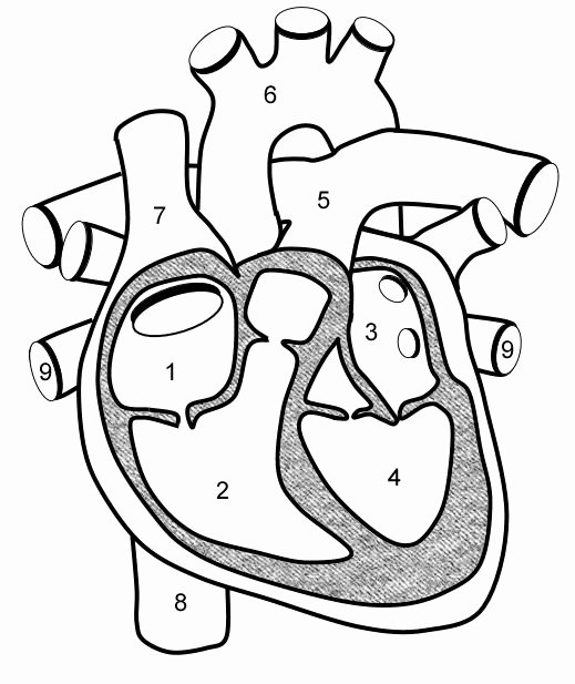 Human Body Labeling Worksheets Label Heart Diagram Worksheet Inspirational Musculoskeletal