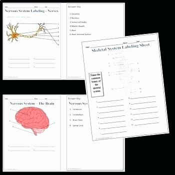 Human Body Systems Matching Worksheet Body Systems Worksheets for Middle School All Download and