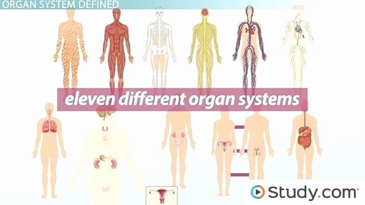 Human Body Systems Matching Worksheet Diagram the Body organ Systems Great Installation Wiring