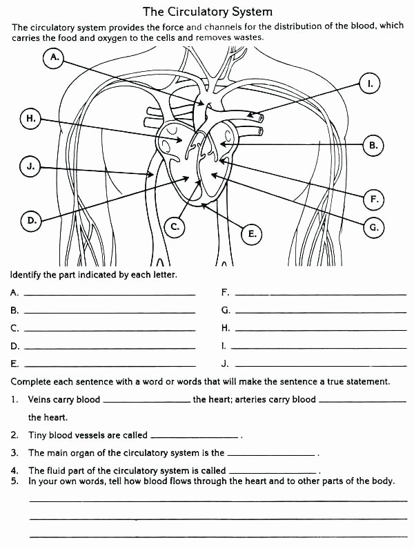 Human Body Systems Matching Worksheet Free Download Muscular System Worksheet Human Body Systems