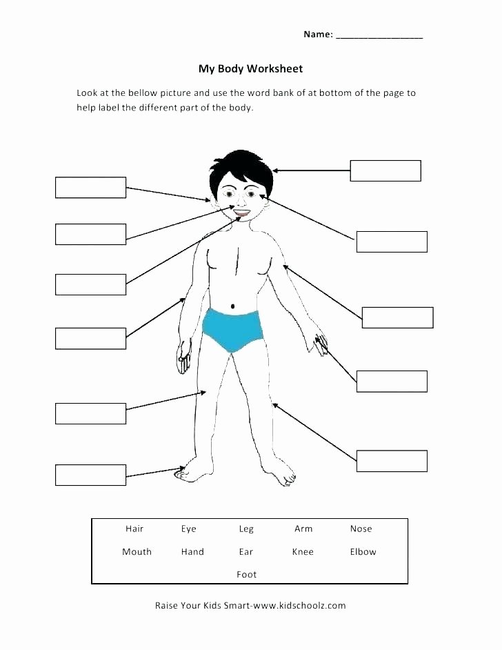 Human Body Worksheets Middle School Body Systems Worksheets Answers