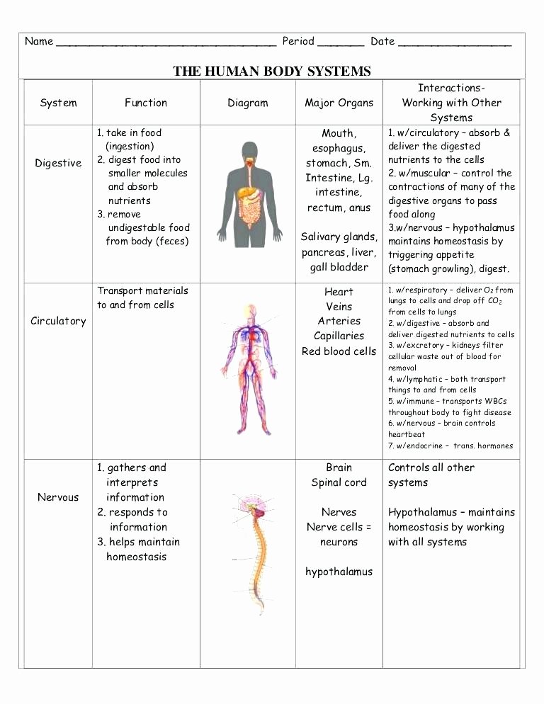 Human Body Worksheets Middle School En organ Systems Works Nervous System Diagram Middle
