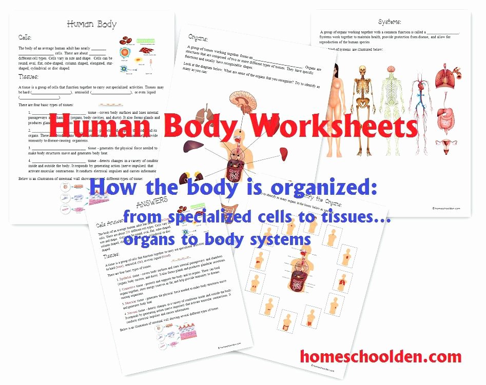 Human Body Worksheets Middle School Free Preschool Worksheets Human Body