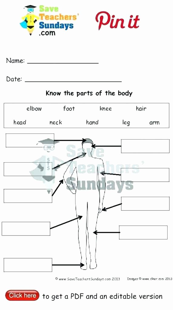 Human Body Worksheets Middle School Free Preschool Worksheets Human Body