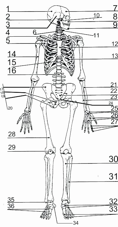 Human Body Worksheets Middle School Free Printable Human Anatomy Worksheets