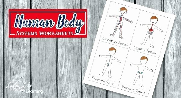 human body systems worksheets for kids 1 worksheet answers grade 4 shared by middle school matching