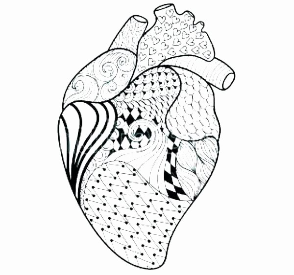 Human Heart Coloring Worksheet Free Printable Anatomy Coloring Pages – originalyricfo