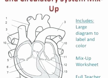 Human Heart Coloring Worksheet Human Heart Coloring Page Anatomy Pages Worksheets for